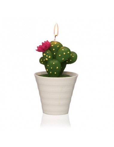 Vela Cactus Maceta